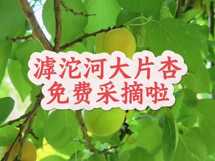 滹沱河灵寿段中山岛上大面积的杏儿可以免费采摘啦!#你的乡村打卡地 #创作者中心 #创作灵感 #免费摘杏啦