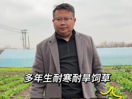 春播紫花苜蓿种子正当时,特别是南方地区一定要早春种植好管理 多年生豆科牧草,营养价值高,喂牛羊鸡鸭鹅兔子都喜食#紫花苜蓿#紫花苜蓿种子#苜蓿草#多年生牧草#牧草种植