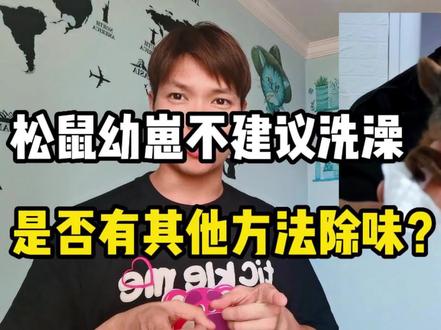 松鼠幼崽不洗澡,如何去除身上异味?夏天来了,你家松鼠身上是不是偶尔也会因为沾上屎尿味变得臭臭的,给他洗澡又担心出问题,下面这个方法看看适不适合你#雪地松鼠 #魔王松鼠#松鼠洗澡
