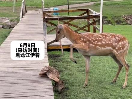 一只刚出生的小鹿被妈妈踩踏,众人看见后急忙跑来驱赶母鹿。 #动物的迷惑行为@刘亚东S