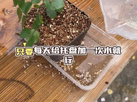 月季扦插就用生根蛭石 春天蛭石扦插月季30天内生根呢 选3-6粗颗粒
记住全程只加清水不加任何生根剂杀菌剂噢
叶片一定要多,叶片多生根快
一定要晒太阳,半日照短日照都行。
#月季 #扦插 #生根 #蛭石 #养花小知识