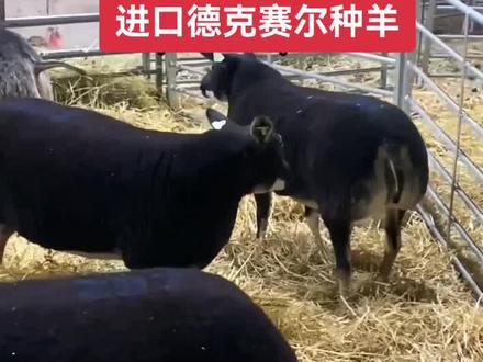 德克赛尔种羊@抖音小助手