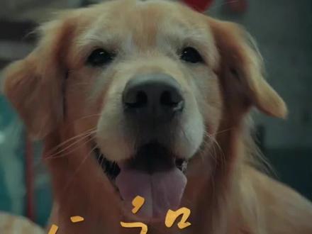 犬祸难逃#碧海短剧#乡村 悬疑#好剧推荐#短剧推荐