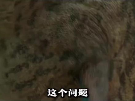 真实影片记录📸(^_^)摄影@tyrannosaurus . #篮球#冷知识