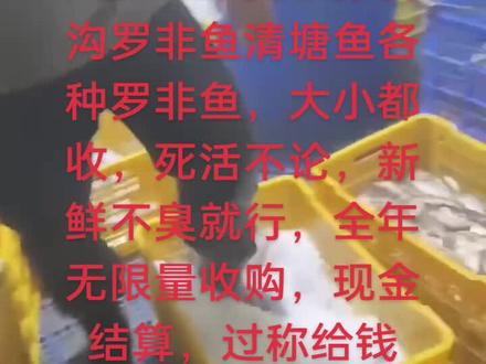全年无限最收臭水沟罗非鱼,不论死活,新鲜就行