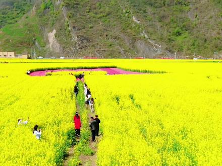 赏花路线:(一)公交:1.郧阳区出发:在长岭客运站乘坐15路公交直达五峰;2.十堰市区出发:从六堰乘100路或103路至辽五路路口,换乘15路公交前往五峰。
(二)自驾:1.郧阳城区出发:柳陂五峰路 → 柳陂 → 辽瓦 → 堵河口 → 黎家店村 → 黑家湾村 → 小石沟村 → 安城沟村 → 东峰村;2.十堰市区出发:黄龙方滩路 → 黄龙 → 方滩乡 → 堵河口 → 黎家店村 → 黑家湾村 → 小石沟村 → 安城沟村 → 东峰村#有一种春天叫油菜花开 #记录家乡美景 #旅行推荐官 #大美郧阳v来精彩 #寻美郧阳