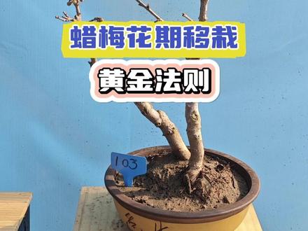 蜡梅花期移栽黄金法则,不影响开花,来年长势更旺#花卉绿植 #蜡梅花期移栽 #盆景