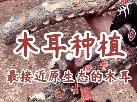 什么叫高手再民间,原生态的木耳是怎么种植的呢? 今天给大家展示一下 最原始的木耳种植方式,首先是给木头打孔, 每个5厘米打一个孔,周身都可以打孔,然后把菌种放里面填充,最后给它盖起来,可以用玉米芯或者碎木屑,就这样放阴凉潮湿处就可以了 这样种植的木耳,已经是最接近野生的了,具有90%以上的野生木耳基因 !#木耳种植 #黑木耳 #野生木耳 #木耳菌包