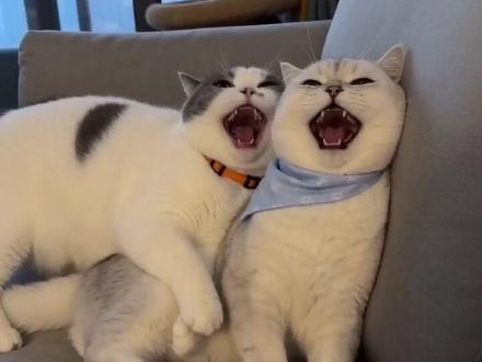 #AI猫咪的工资谎言 #随变ai随便玩