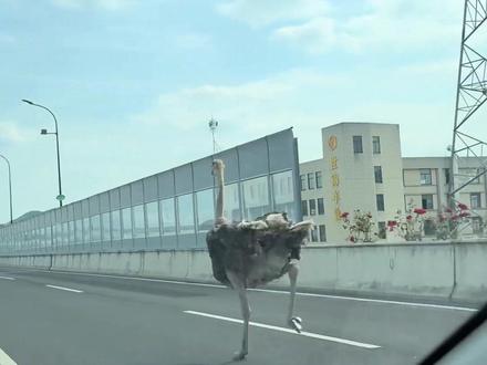 活久见了!高架遇上鸵鸟(来源:杭州网)