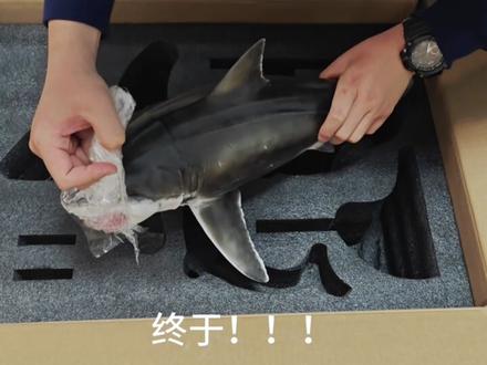 “深海的霸主”JA工作室官涂巨齿鲨开箱展示