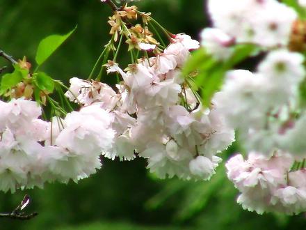 纯音乐Sakura Tears(樱花泪)Snigellin