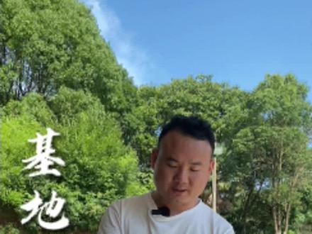 今天教大家做一个扑蕹菜的制作过程,过几天回家来吃扑蕹菜吧!#餐饮人拍抖音 #抖音美食推荐官 #家常菜 #农村美食