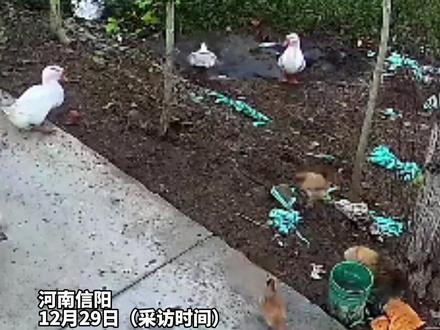 河南信阳18斤重大鹅神秘消失后续。大鹅被挖机从河沟里翻了出来,身上有四五处伤口。今天鹅主人将继续抽水,希望能够找到肇事“元凶”。