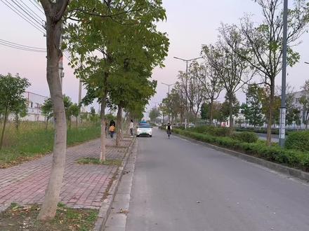 #无患子 #大自然的馈赠 听说迈瑞大道也有,不知道在哪