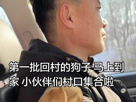 就爱坐车 不晕车 回村过年 可以囤一单鸡爪了 半夜饿了开袋即食 嘎嘎好吃#萌宠 #狗狗坐车回家 #田园犬大黄