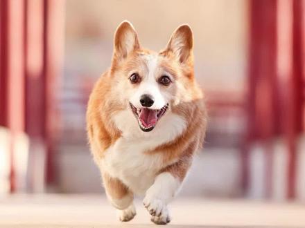 柯基为什么见谁都亲#柯基宝宝 #柯基小秘密 #柯基小短腿 #柯基亲人