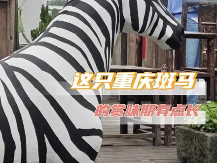 就这样斑马成了重庆旅游必打卡点!#这只重庆斑马的赏味期有点长#重庆斑马从五一节前忙到节后#哈啰顺风车