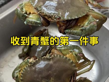 切记,青蟹不能放冰箱!!#秋天的第一顿螃蟹 #刚下船的第一口蟹有多鲜