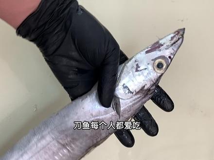 区分渤海湾刀鱼和南方带鱼的方法,处理刀鱼不腥的秘密 #美食vlog #海鲜 #带鱼 #刀鱼 #海鲜 #美食 #海鲜科普