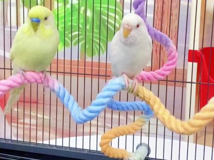 鹦鹉鸟笼站棒,棉绳缠绕不冰鹦鹉爪子,好用推荐!#鹦鹉攀爬绳 #鹦鹉好物推荐 @上热门话题