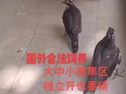 国外猛禽合法饲养日常工作#现场实拍 #人与动物和谐共处