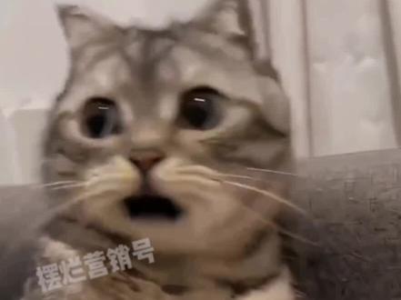 老师 我家子涵呢#科普一下 #梗 #刘浩存 #子涵 #热门话题