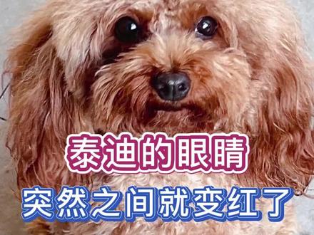 泰迪的眼睛突然之间就变红了#泰迪眼睛发炎