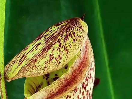 美丽但是危险的植物 看到千万要远离#科普 #植物