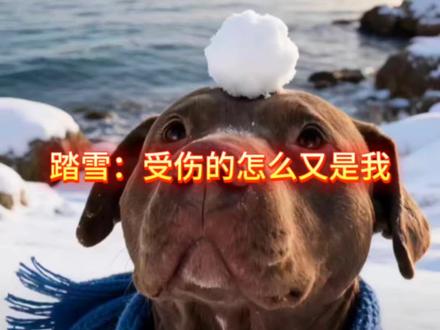 踏雪:谁能为我发声,怎么天天都是我受伤害
圈圈:我也很无辜,我要告到中央,太过分了#实战猎犬 #生活#遛狗#西北刀客踏雪#西北刀客圈圈@西北刀客-公益护农 @西北刀客-吴队 @西北刀客-机油手 @西北刀客-徐晒晒 @西北刀客摄影-李