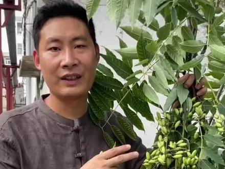 #收获的季节 #自家种植 #绿色无公害 @抖音小助手