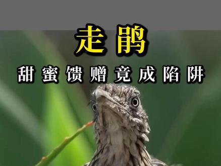 #动物解说 走鹃捕食蜂鸟精彩过程!