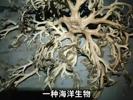 遇到这种要跑还是逗留 #户外探险 #科普