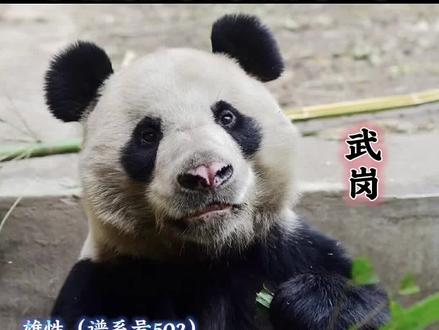 功勋种公——武岗大叔,15年的繁育生涯,共有三十多个子女,遍布海内外。
二代:傲傲(母水秀)、香格(母海子)、美茜、云朵(母茜茜)、绅宾(母乐生)、新妮儿(母优优)、凤仪、冰清(母妃妃)、耀耀、美安(母帼帼)、武俊、武杰、阿灵、朗朗(母晔晔)、运运、武雯(母公主)、云汇(母苏琳)、小白兔(母吉妮)、湖春、华妍(母晔晔)、平平、雅星(母芊芊)、文慧、林安安、武林(母林冰)、胖妞、玉垒、展望(母翠翠)、兴安、博明明(母博斯)、离堆、京宝(母格格)、壹壹、玖玖、华荣(母华美)、念念(母锦心)、顿顿(母宝宝)、彩云、朝阳(母菊笑)
三代:阳星星、宝泉、嘟嘟、冬恰、白吉、骄阳、傲然、傲客、金宝宝、琴心、鸿禧、盼青、绣球、震生、倩宝、然然、恩恩、芊金、南小月、豆豆、巢天骄、康康、莽喜喜、如意、牧云、华鸿、林溪、冰晶、辰汐、深深、漫漫、飞虹、华妮、新小胖、新小野、贡贡、暖暖、谊谊、升谊、天天、叻叻、汶汶、白天、白峰、白雪、巧月、奥宝、梦寻、梵星、朗月、如如、曼兰、顺顺、诗情、画意、春来、春辉、望月、里奥、伶竹
四代:青花、青露、龙盼、美盼、优悠、绣丽、芊逸、芊然、喀秋莎、福宝、睿宝、辉宝、月华、月轩、辰蕊、辰然
#大熊猫武岗 #大熊猫香格 #大熊猫凤仪 #国宝的治愈力 #熊猫资讯