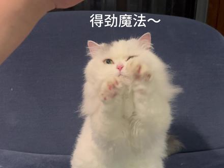 当你摸猫咪时突然停止…猫咪就会使出得劲魔法~ 大家的猫咪会怎么样呢?#得劲魔法#摸猫暂停挑战#万物可爱计划