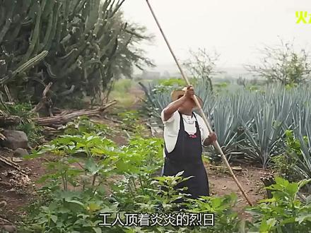 生长在仙人掌上的火龙果,全身带刺,你敢摘吗 #火龙果 #墨西哥火龙果 #纪录片 #解说