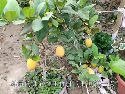 秋季养柠檬记住这几点,每年都能挂满果,一棵结果几十个!#柠檬 #盆栽