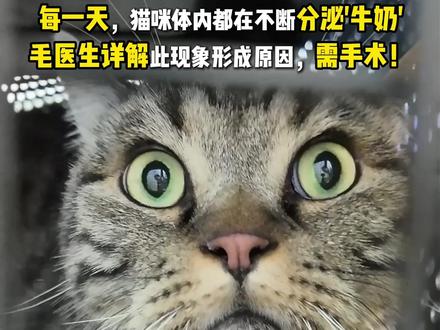 猫咪每秒都在漏出牛奶!家长:不纠结了,只有手术才能终结循环 #萌宠出道计划 #科学养宠攻略 #猫咪 #乳糜胸 #宠物 真的可怜!猫咪患有乳糜胸!每两天都要做一次胸腔穿刺!毛军福医生详细讲解乳糜胸治疗的手术过程,家长决定尽快手术,解决问题!