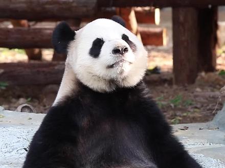 #熊猫 5000年过去了蚩尤你还没有原谅我吗?