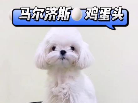 马尔济斯🥚鸡蛋头这样修剪,短耳朵也很好看哦#宠物美容造型 #宠物美容 #马尔济斯 #马尔济斯犬 #宠物美容师