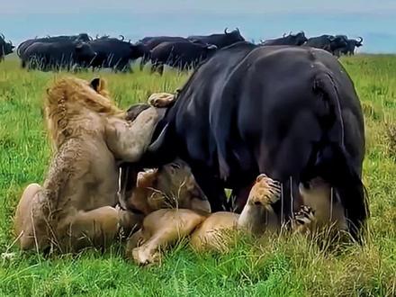 水牛惨遭几头狮子的猎杀,它无能为力,只能默默忍受着疼痛 #野生动物#狮子#水牛