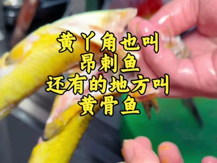 黄丫角鱼家常做法,跟着大厨学做菜!
鲜嫩的黄丫角鱼,没有复杂的刺,肉质细腻又入味。家常做法简单易学,鲜香滋味让人欲罢不能!
食材准备
• 黄丫角鱼:3 - 4条(约500克)
• 生姜:1块
• 大蒜:3 - 4瓣
• 小葱:2 - 3根
• 干辣椒:2 - 3个
• 料酒:2勺
• 生抽:3勺
• 老抽:1勺
• 蚝油:1勺
• 盐:适量
• 食用油:适量
做法步骤
1. 处理黄丫角鱼:将黄丫角鱼宰杀处理干净,鱼身两侧划花刀,方便入味。沥干鱼身表面水分,防止煎鱼时溅油。
2. 煎鱼:热锅凉油,油热后放入姜片煸炒出香味。把黄丫角鱼小心放入锅中,用中小火慢煎。煎至一面金黄后,轻轻翻面,煎至另一面同样金黄,盛出备用。
3. 爆香调料:锅中留少许底油,放入蒜末、干辣椒段炒出香味。
4. 调味煮鱼:倒入料酒、生抽、老抽、蚝油,加入大汤碗清水,放入适量盐,生抽,鸡精搅拌均匀,大火煮开。
5. 焖煮黄丫角鱼:大火烧开后转小火焖煮7分钟左右,让鱼肉充分吸收汤汁的味道。
6. 收汁装盘:汤汁浓稠后,撒上葱花,即可出锅装盘。
这道家常黄丫角鱼,鱼肉鲜嫩,汤汁浓郁,用来泡饭更是一绝!快动手试试,给家人做一道美味又营养的家常菜吧~
#家常菜#黄丫角的做法#鱼#河鲜 #赣州旅游攻略