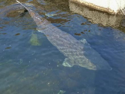 丹东最大的鲟鳇鱼,养殖基地,400斤的大鱼,价值30万。