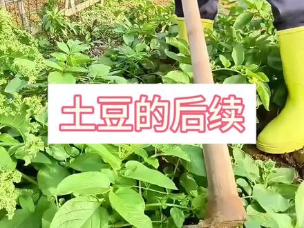土豆今天开挖啦 之前发视频问大家土豆能挖了不,有些说可以,也有说再等等,没忍住今天还是挖了几颗#挖土豆 #种菜 #三农 #我的小菜园