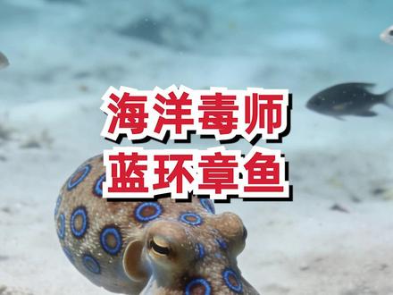 海洋里的毒物~蓝环章鱼 #知识 #科普 #知识分享 #科普一下 #知识创作人