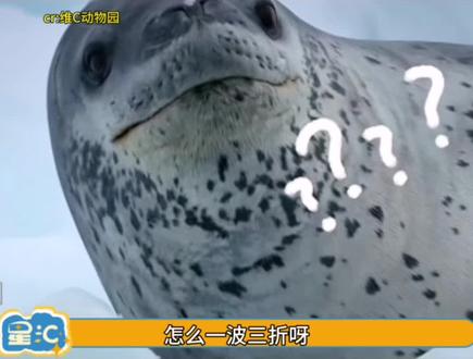 央视的声音,老六的嘴#动物世界#解说#整活#搞笑#反转