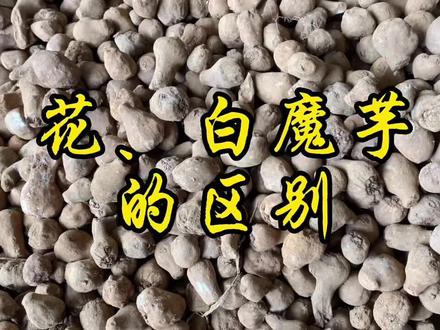 如果还在担心分不清魔芋的品种,这条视频带你了解花魔芋和白魔芋的区别#新农人计划2023 #三农 #乡村守护人
