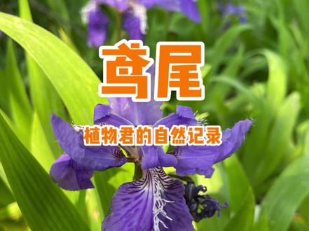 #一点植物学 #星河知识计划 鸢尾,这不是兰花,却比很多兰花更漂亮❤️皮实,好养又好看。