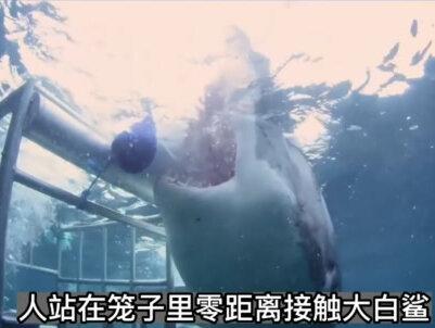 在海底铁笼里,近距离接触大鲨鱼是什么感觉?