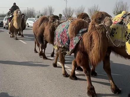 跨越山海,步履不停,东天山骆驼队顺利抵达陕西西安临潼界#最美的风景在路上❤❤❤